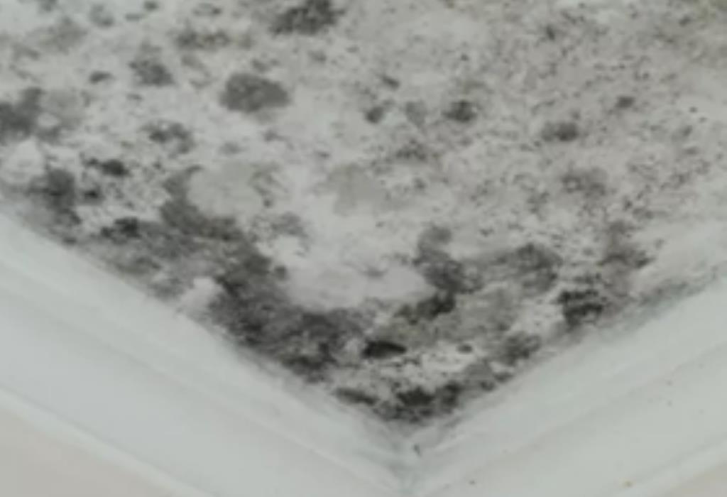 How to Get Rid of Mold in Your Home