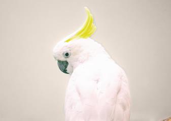 crunchy
