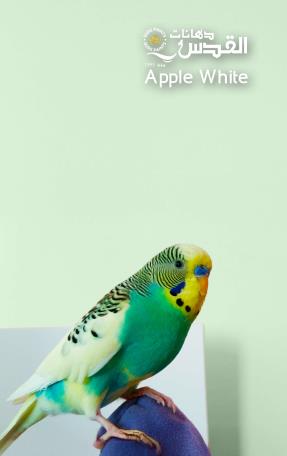 apple white